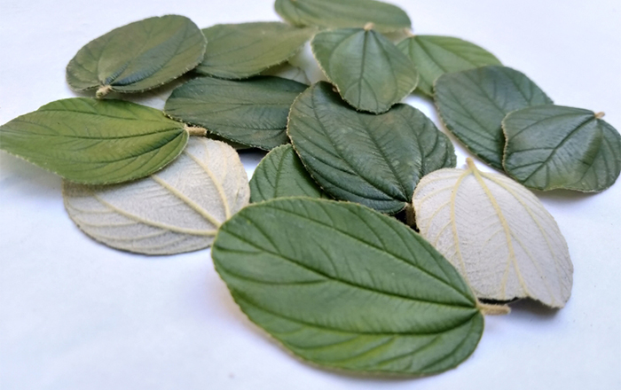  أوراق السدر الطبيعية - فوائد السدر للشعر والفروة